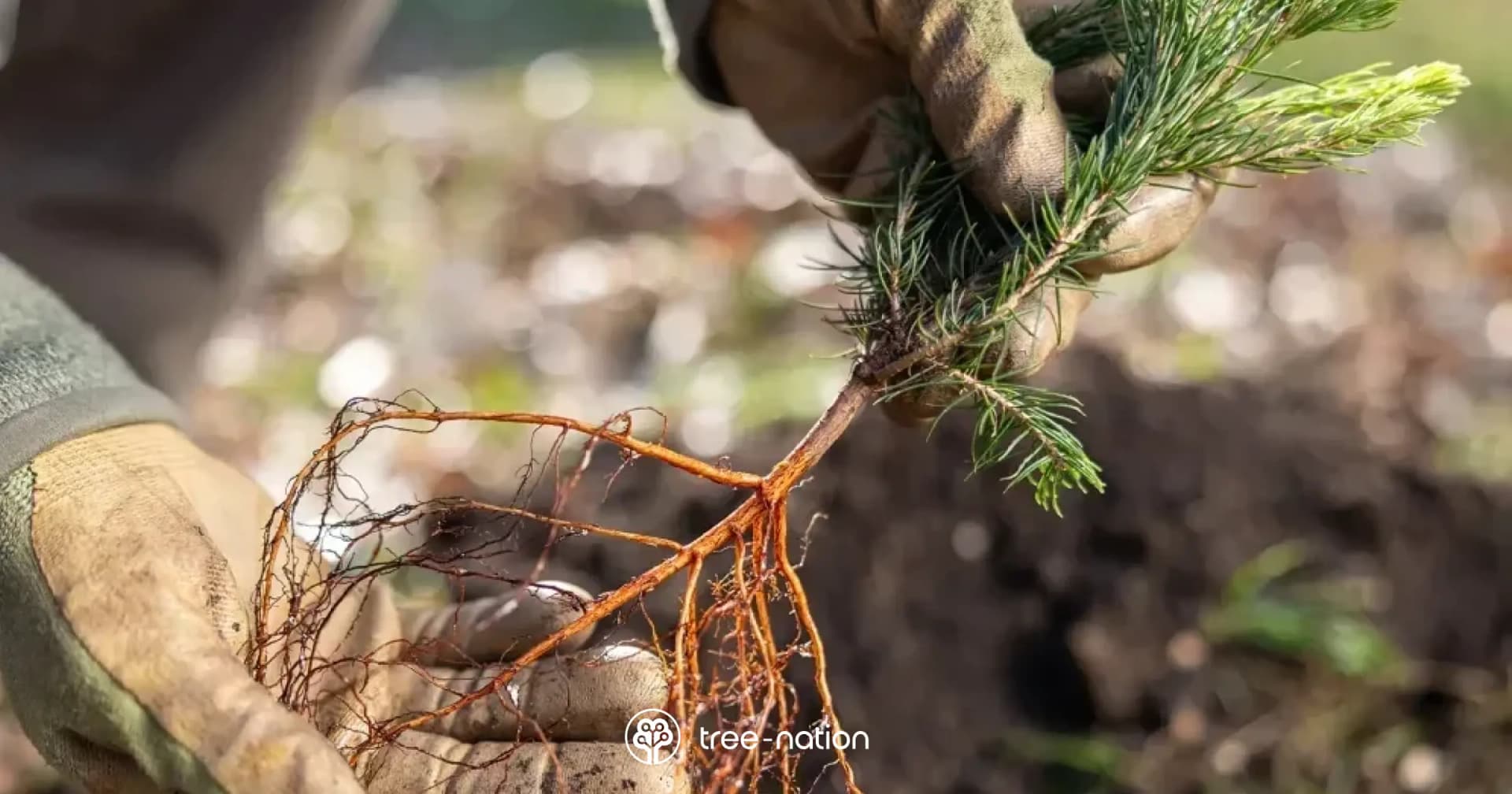 Progetto di riforestazione — un albero per ogni nuovo cliente Share Me